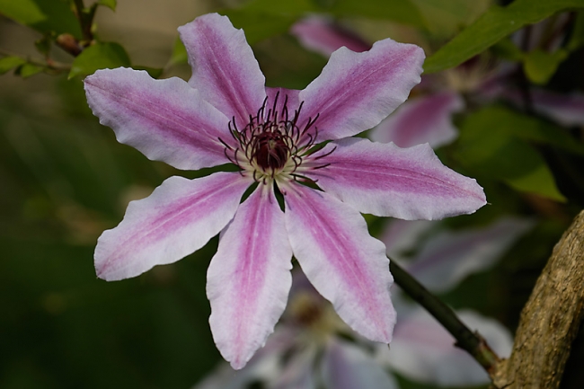 Jardin des Impressionnistes-MAI14-079